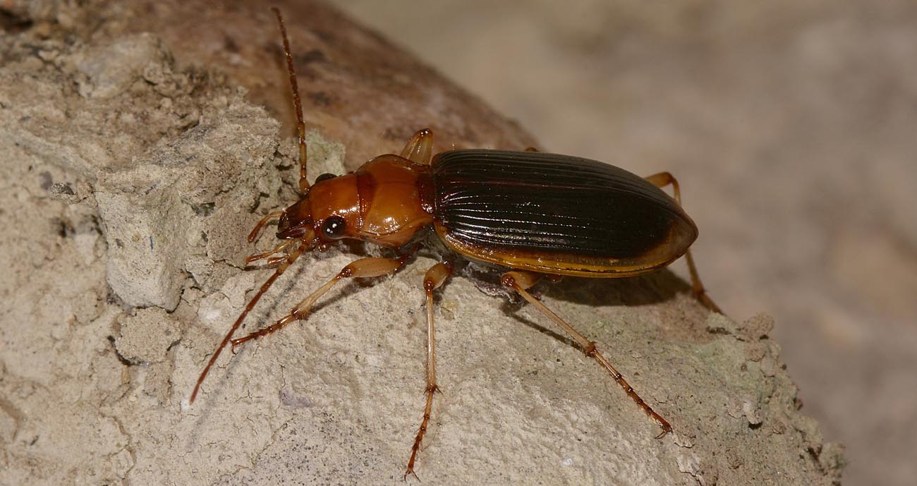 Carabidae:   Nebria psammodes